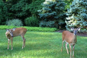 U cincinnati želi smanjiti populaciju jelena U cincinnati želi smanjiti populaciju jelena